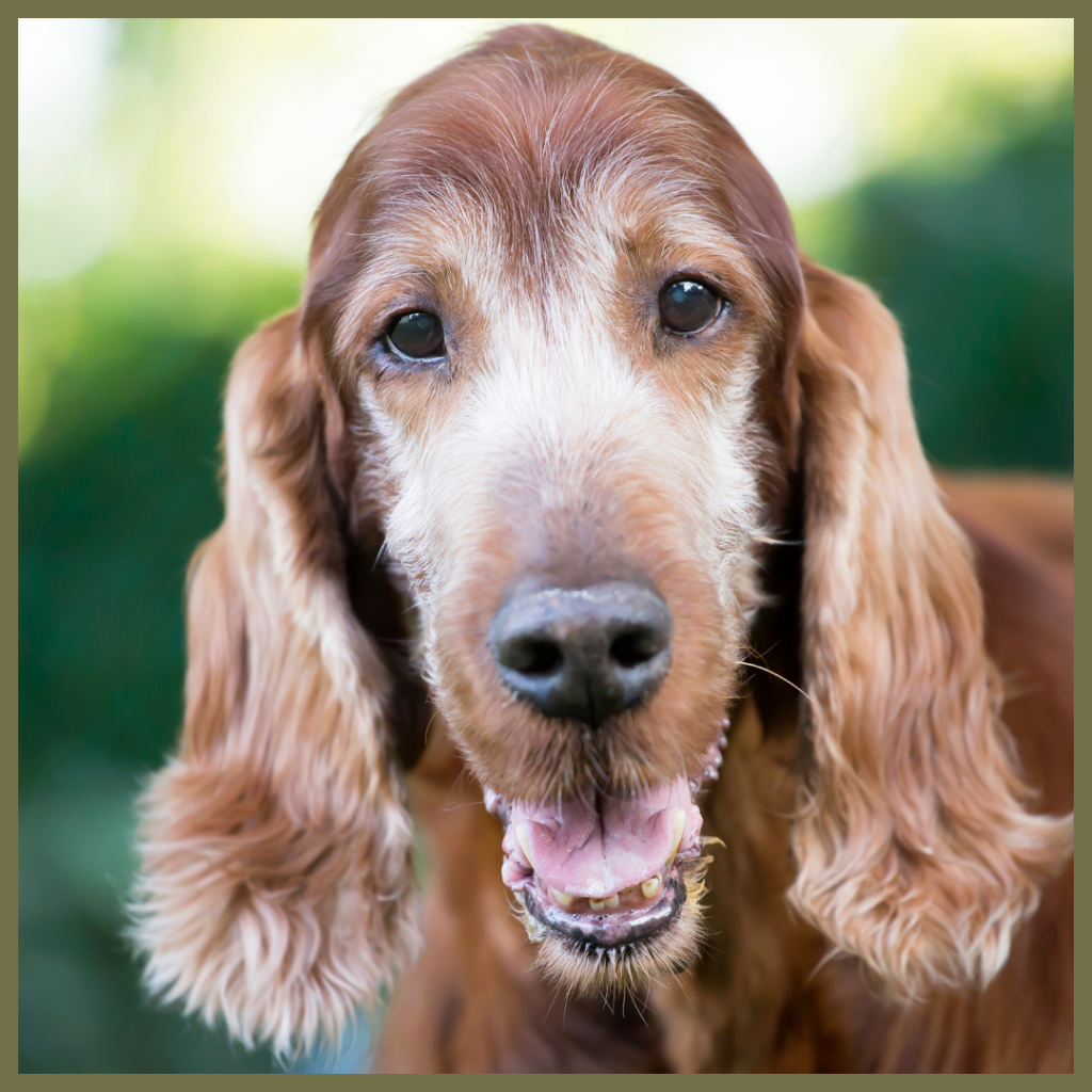 A close-up headshot of an older reddish-brown dog, with a grey muzzle, looking directly forward with its mouth slightly open.