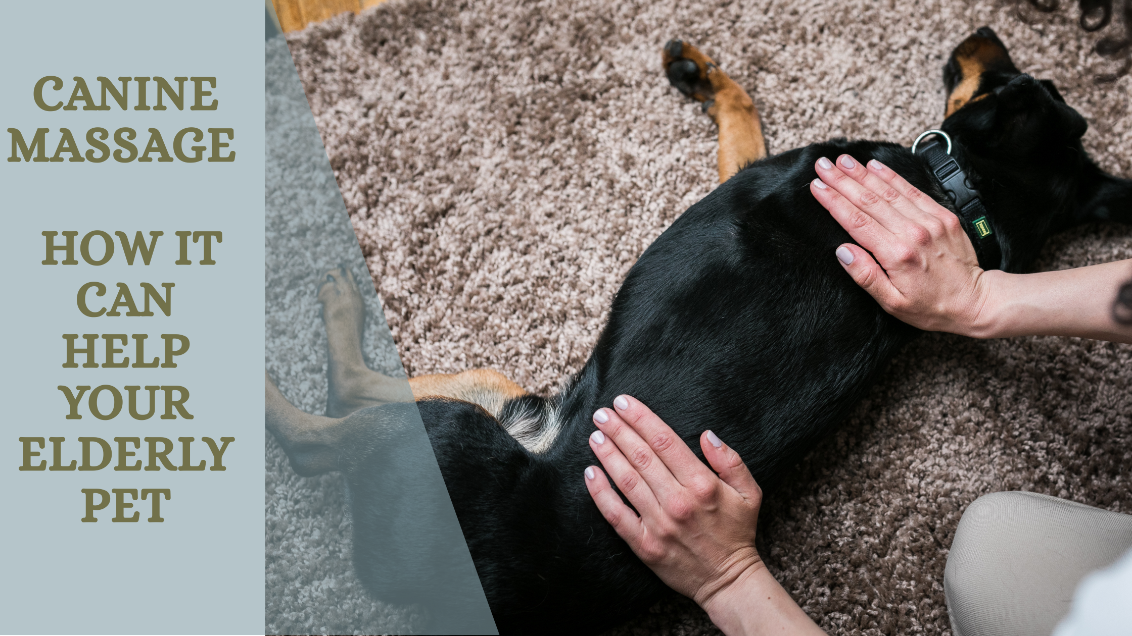 Canine massage - How it can help your elderly pet