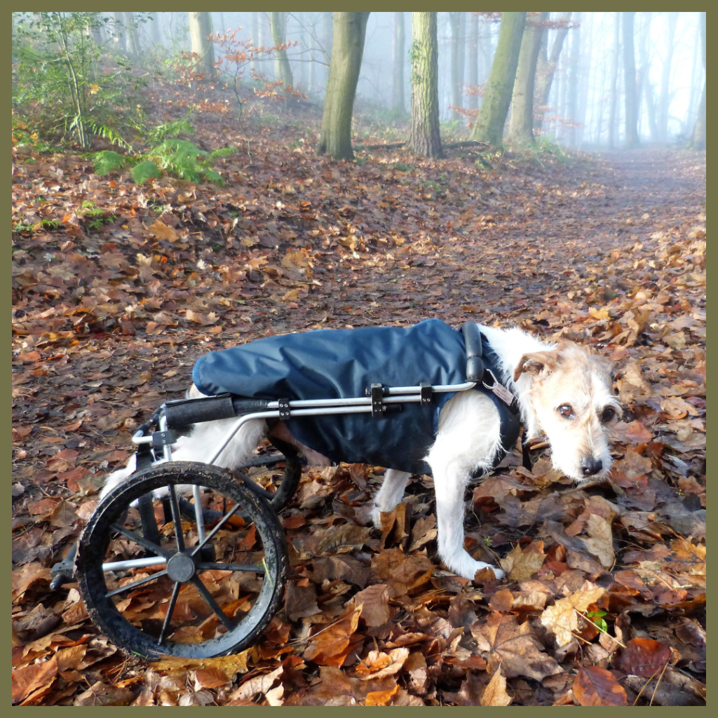 A white and brown dog named Rudi walks through an autumn forest, using a two-wheeled mobility cart and wearing a blue coat. Overlaid text reads: 'Rudi's wheels: one little dog's story about living with mobility issues