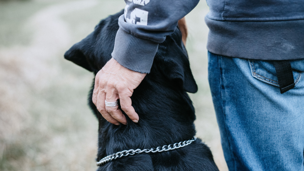 pet carer standing side by side with his rottweiler