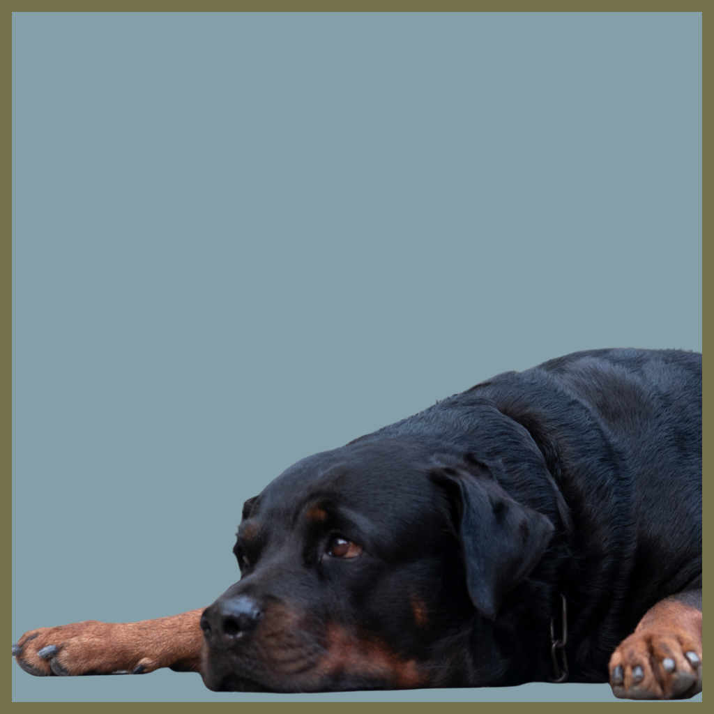 A graphic titled "Osteosarcoma in dogs" features a black and tan Rottweiler dog lying down on a reddish-brown background.