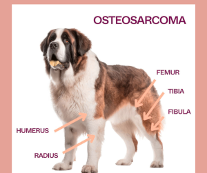Locations in the skeletal system where OSA generally starts