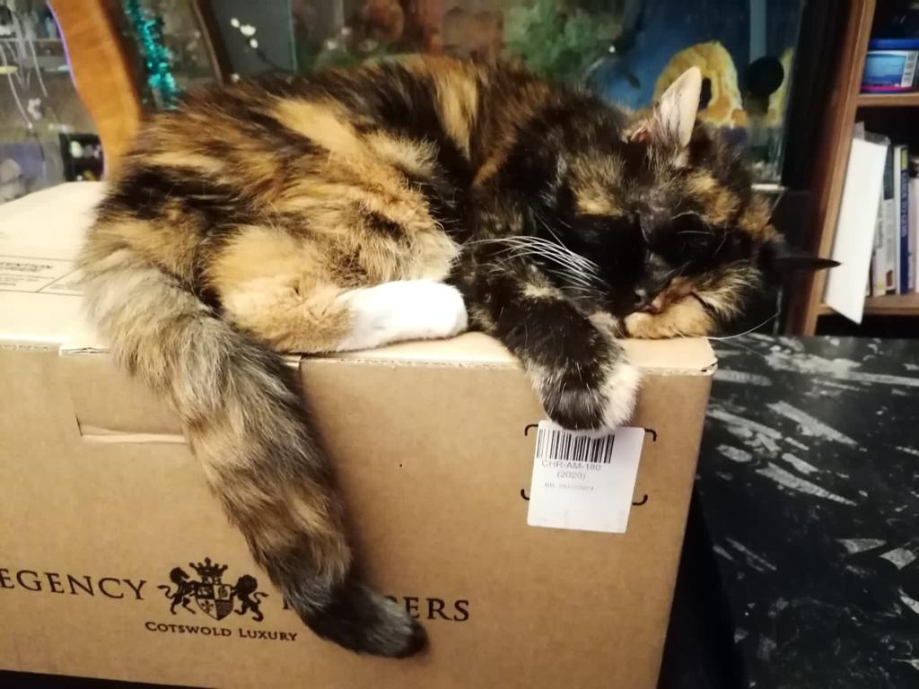 Euthanasia For Cats