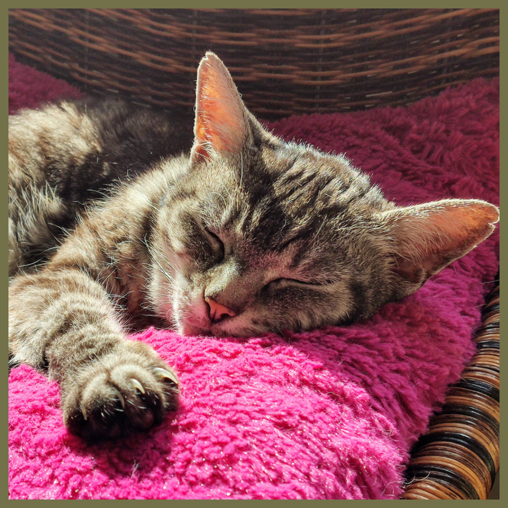 A tabby cat is curled up asleep on a bright pink fluffy blanket, illuminated by sunlight.