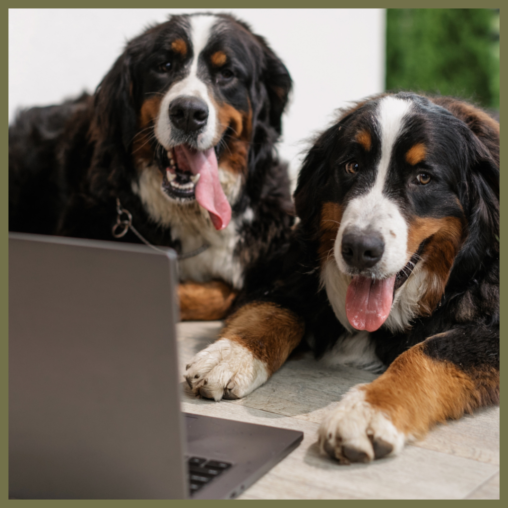 Two Bernese Mountain Dogs lie on a light-colored floor, looking attentively at a laptop in front of them.