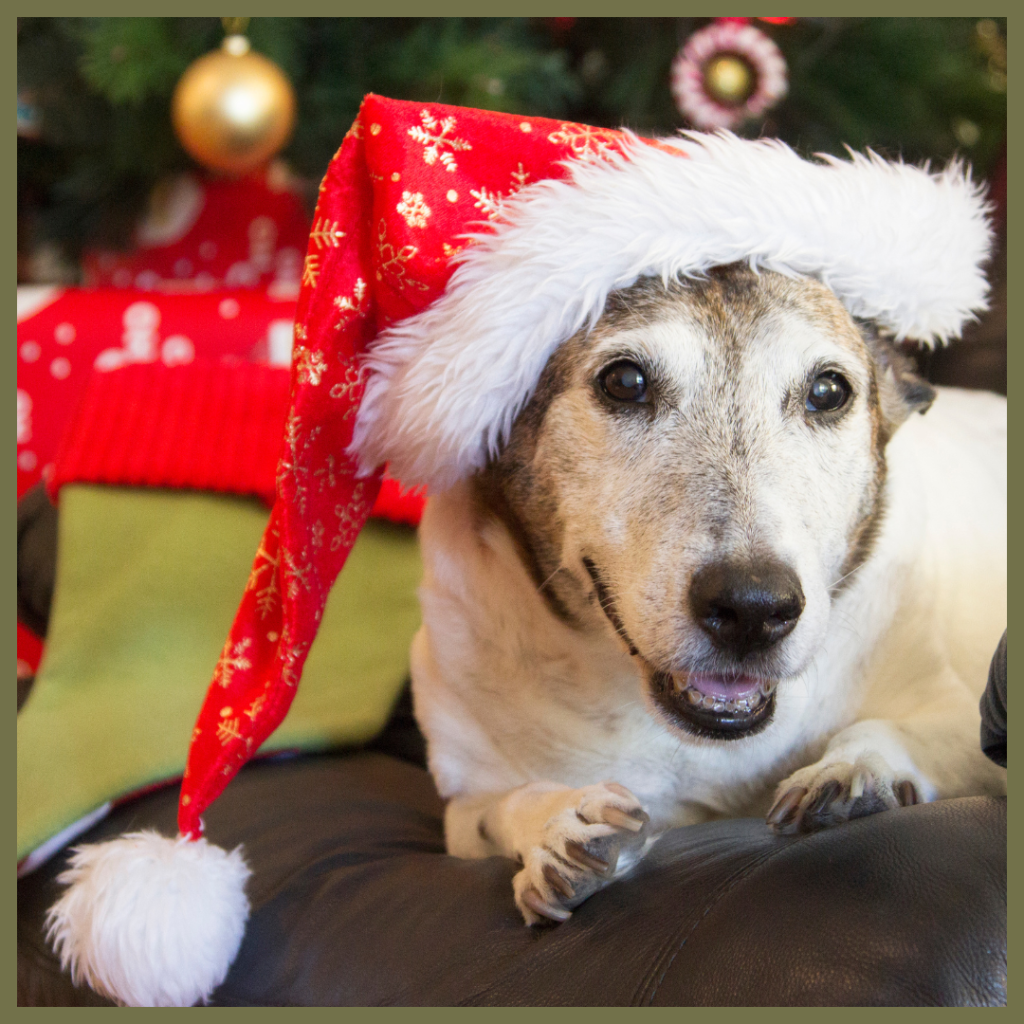 A close-up of an older white and brown dog wearing a red Santa hat, looking directly at the camera with a happy expression, against a blurred Christmas tree background.