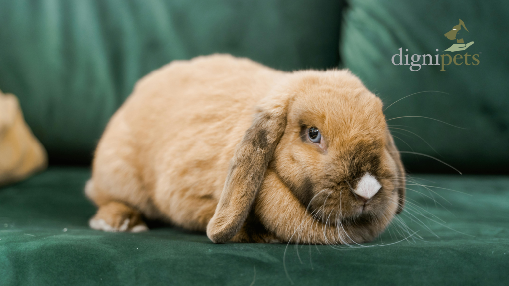 Quality of life scoring in senior rabbits