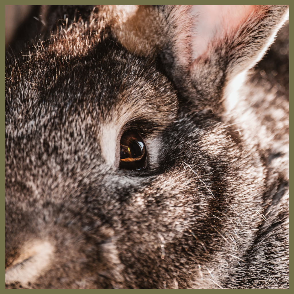 An extreme close-up of a rabbit's brown eye and the detailed texture of its grey and brown fur.