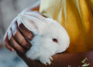 Rabbit Euthanasia At Home | Trusted End Of Life Care | Dignipets