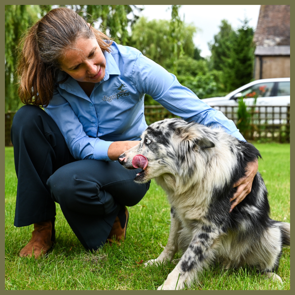 A woman with brown hair tied back is crouching down in a grassy garden, gently petting a medium-sized dog with a black, white, and grey merle coat. The woman is wearing a light blue long-sleeved shirt with a logo that appears to say "digipets" and dark trousers. She is looking down at the dog with a soft expression, and her right hand is on the dog's back while her left hand is near its head. The dog is sitting and looking to its left, with its tongue slightly out. In the background, there are green trees, a fence, and a white car partially visible.