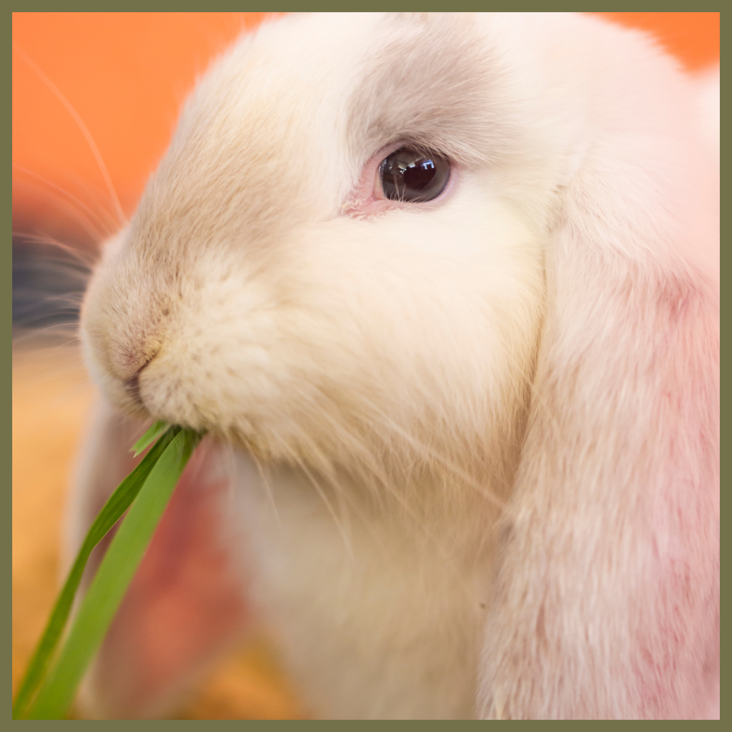 A close-up of a white, lop-eared rabbit with dark eyes, chewing on a blade of green grass against a blurred orange background.
