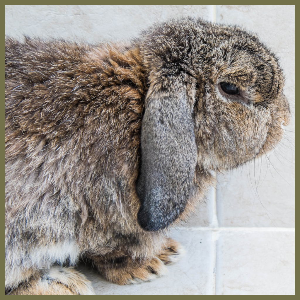 A close-up side profile of a brown and grey lop-eared rabbit sitting on a light-colored tiled surface. The Dignipets logo is in the bottom right corner.