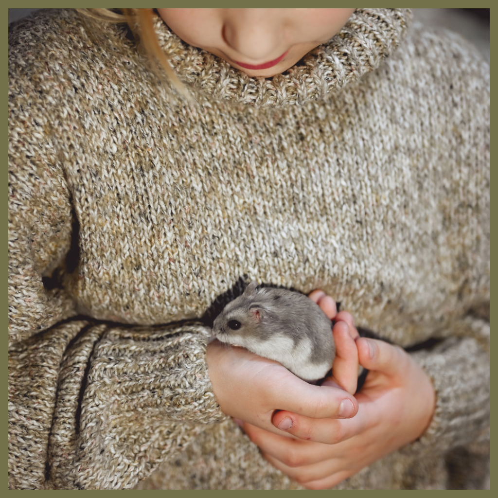 A person wearing a knitted sweater gently cups a small, grey and white hamster in their hands, looking down at the pet.