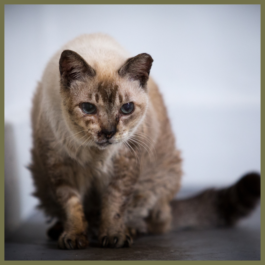 A close-up of a light brown and dark brown Siamese-type cat with blue eyes, sitting and looking directly forward.