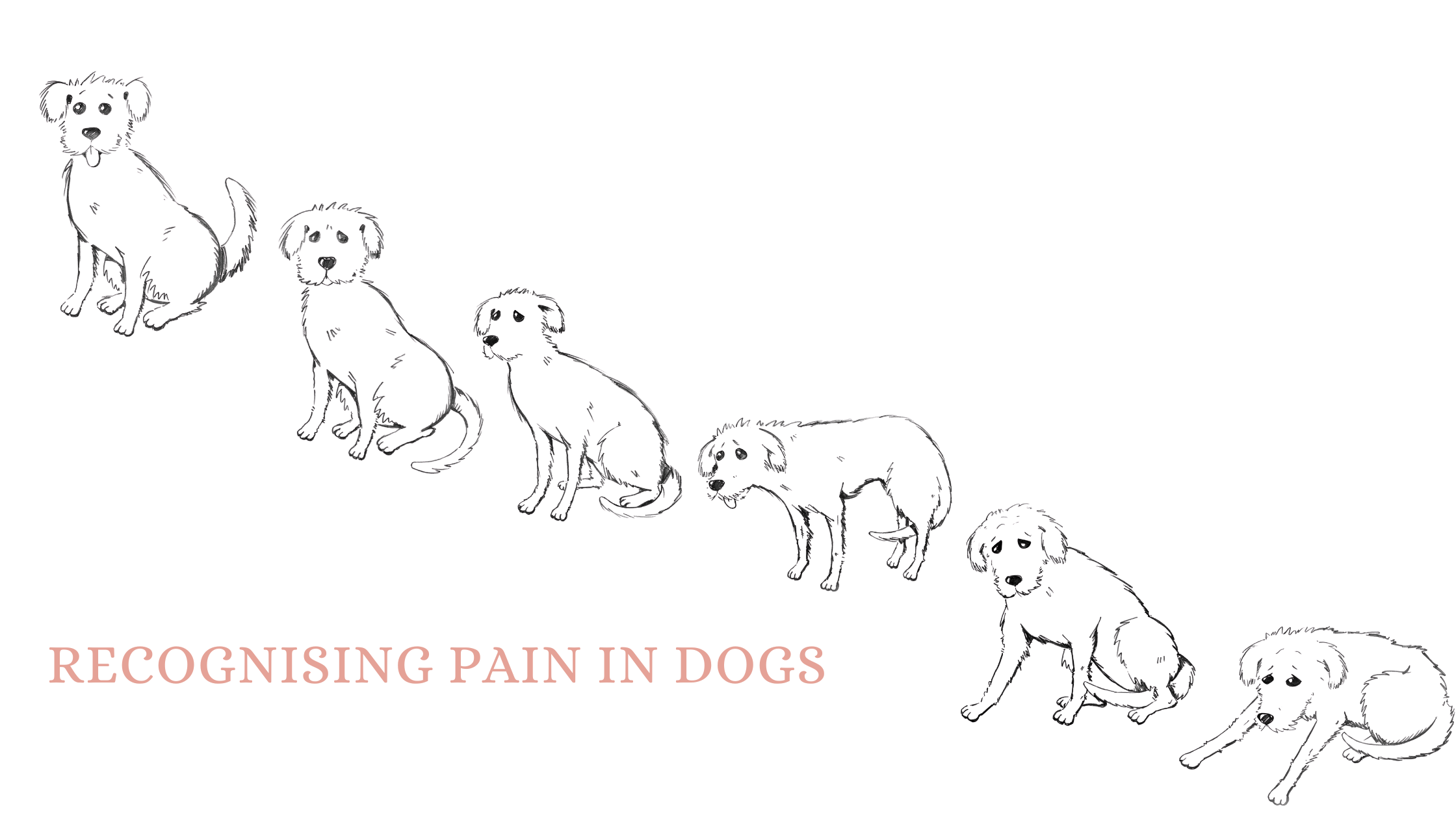 Recognising pain in dogs