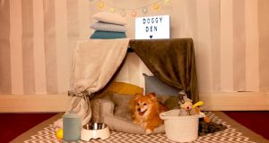 dog in lovely den made just for her