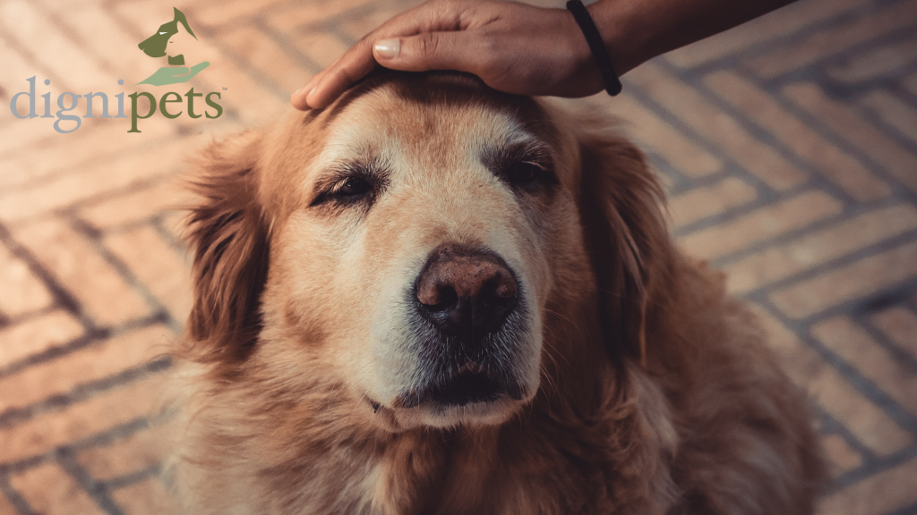 Close-up of a golden retriever's head being gently stroked by a human hand, with the dog looking calmly towards the viewer.
