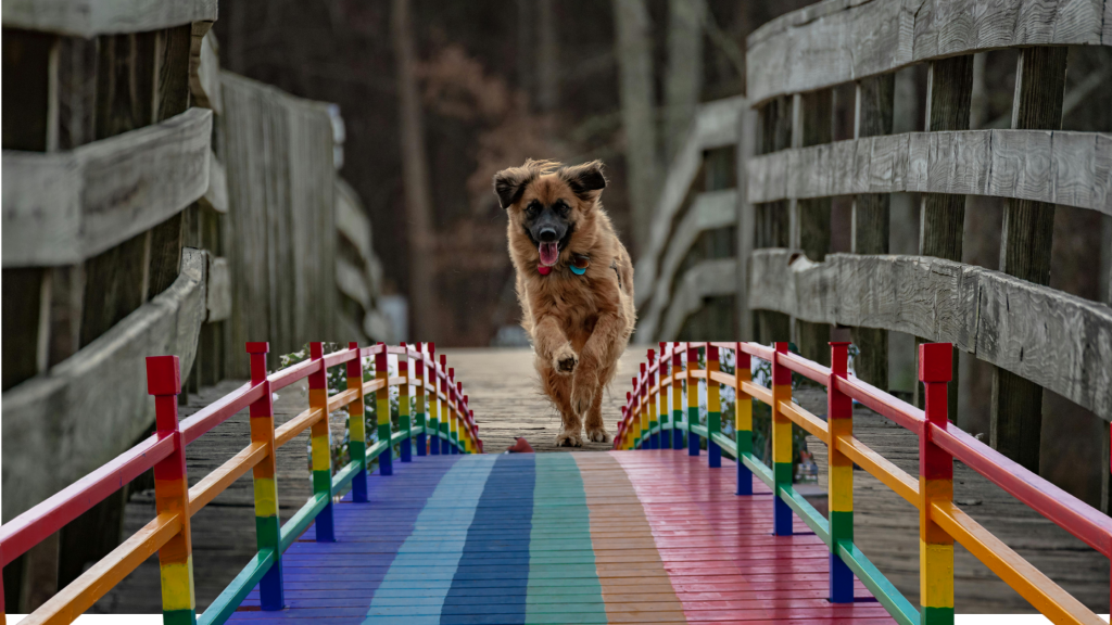 dog running towards rainbow bridge