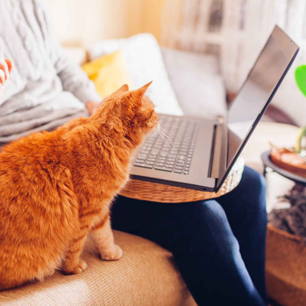 Image of a ginger cat sitting next to its owner in front of a laptop. The cat and owner are experiencing a video call of an Online Veterinary Hospice Consultation.