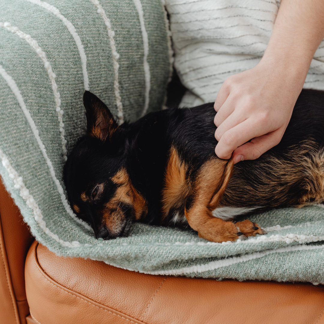 Image of a dog asleep on a green blanket, with a human hand stroking it.