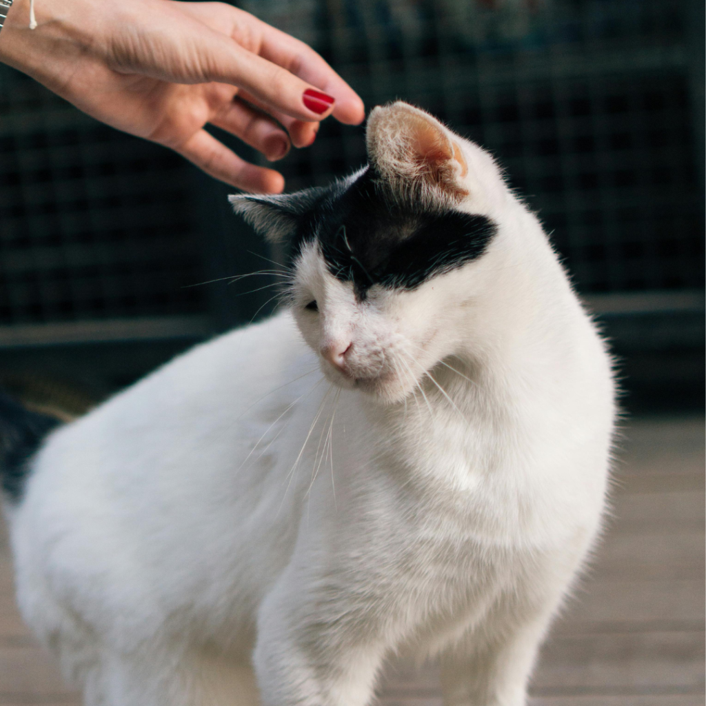 Image of a white cat being stroked on the head by a human hand.