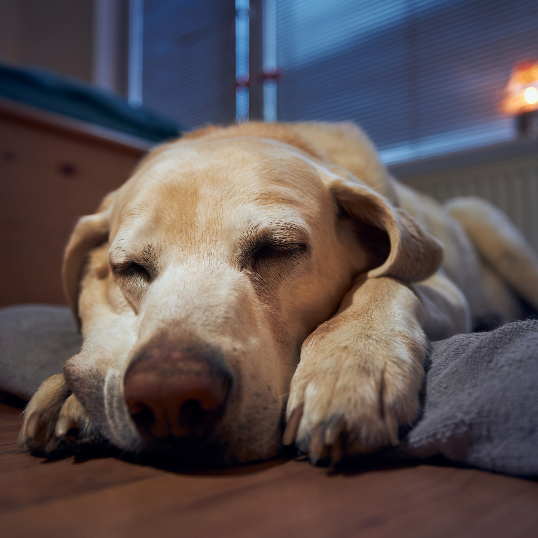 Image of a golden Labrador sleeping on it's bed, with its head between its two paws.