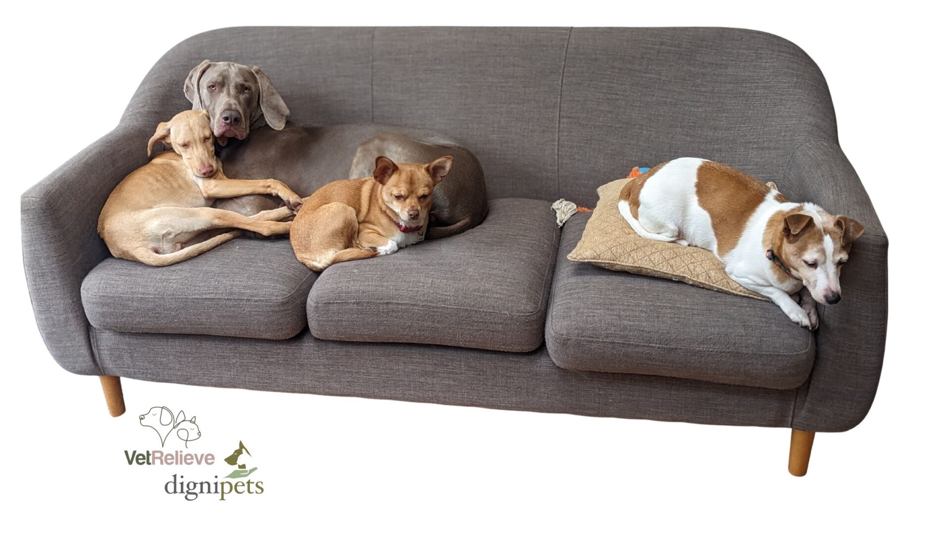 4 pets on a couch