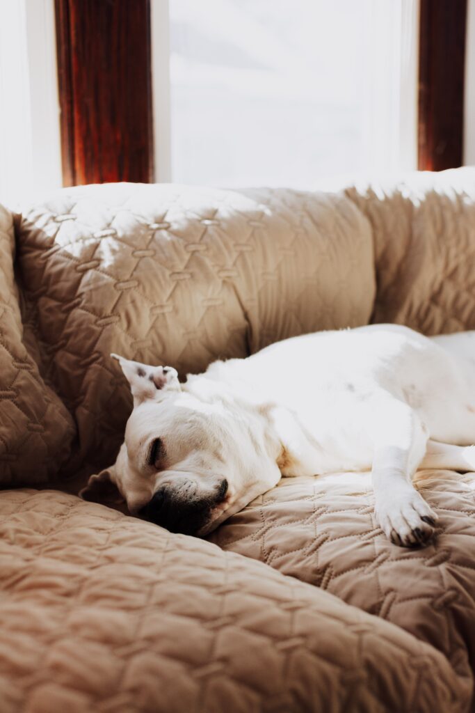 boxer sleeping on couch
