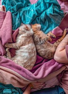 2 cats sleeping
